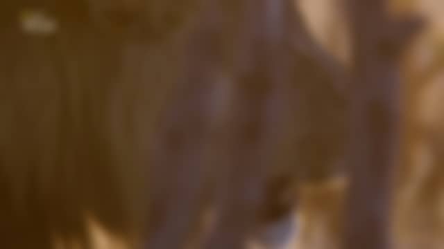 Nat Geo Wild FHD [Multi-Sub] as it is on air right now